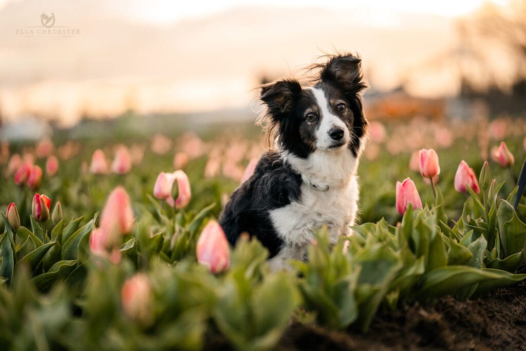 border collie sitting in a field of tulips