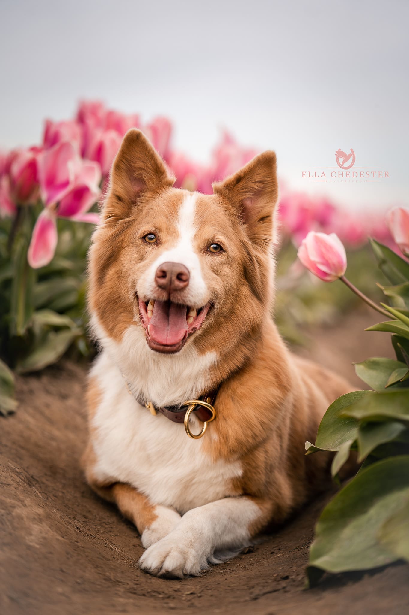 border collie laying down in pink tulips