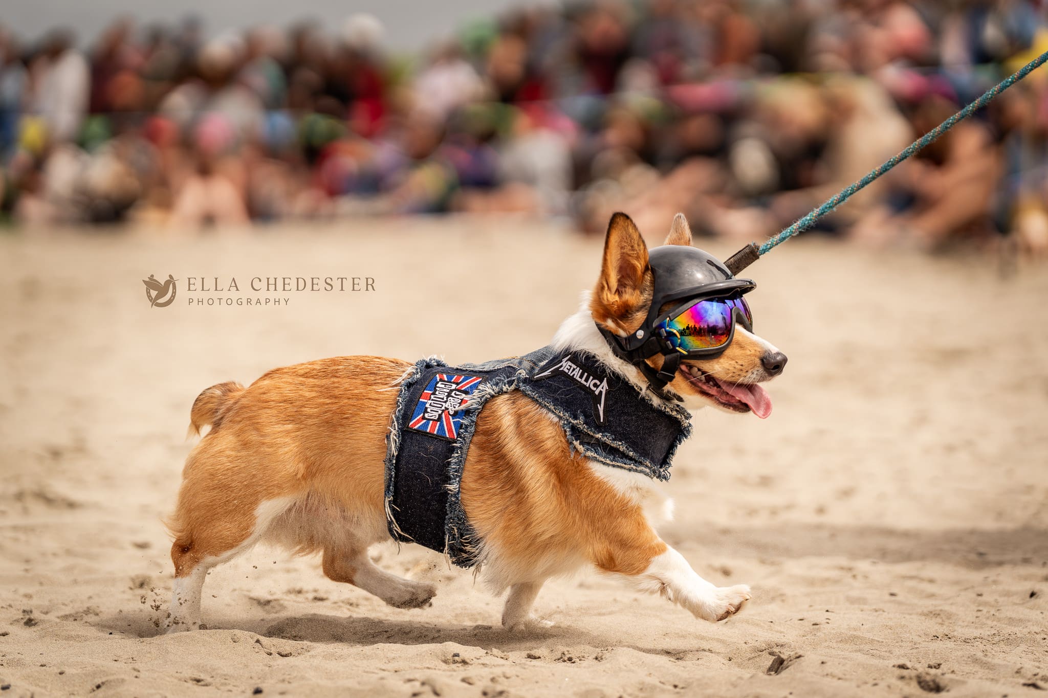 Oregon Humane Society’s Corgi Beach Takeover 2025 | ellachedester.com